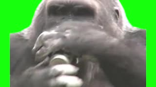 Gorilla Drinking a Beer | Green Screen