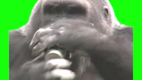 Gorilla Drinking a Beer | Green Screen