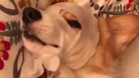 Precise puppy applying mask