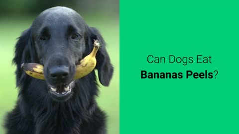 Can Dogs Eat Bananas Peels?