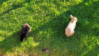 Two beautiful rabbits of different colors eating in front of me
