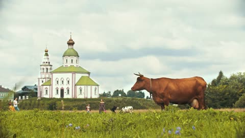 A brown cow graze on the field on a background on the church - Suzdal, Russia