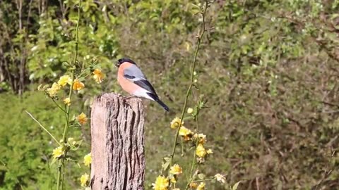 Goldfinch