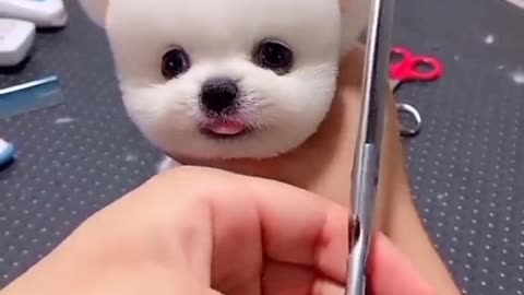 pomeranian dog babies very cute puppy❤️