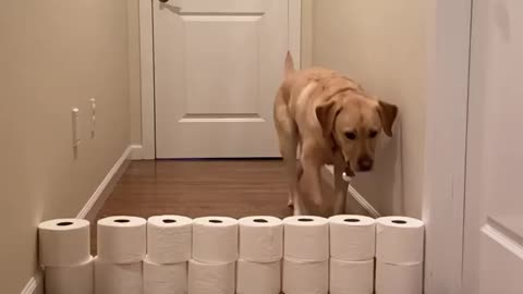 Dog Took The Easy Way! What Challenges Should We Do Next?