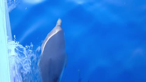 Dolphins Swim Near the Side of the Yacht