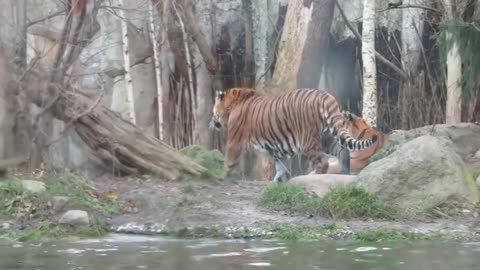 Tiger Jumps At Zoo Visitors