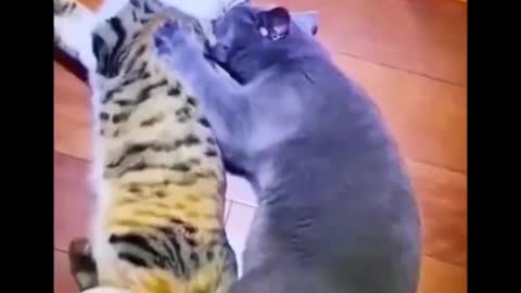 HILARIOUS! TRY NOT TO LAUGH!! FUNNIEST / CUTEST CATS EVER! MUST SEE!!!