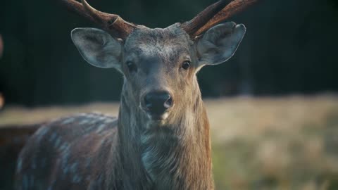 Amazing animals Shots with Realxing music || wildlife shorts #1