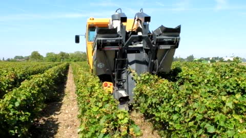 Grape harvester at work (Loire)