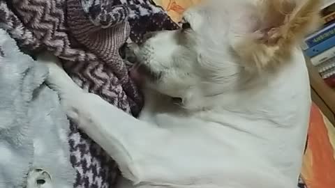 My favorite dog cleaning his feet on a blanket.
