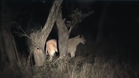 African Lions | National Geographic Documentary