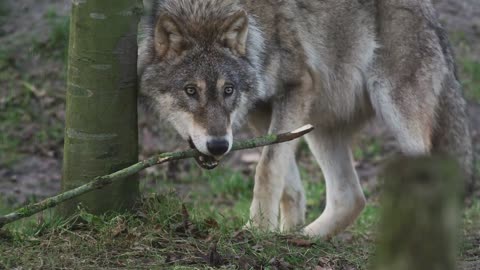 Wolf walking around in the jungle