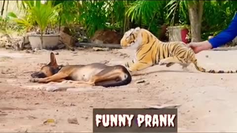 Dog prank with fake tiger funny video 🤣🤣🤣