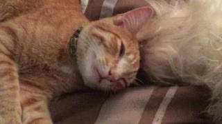 Terrier snuggles up to very tolerant kitten