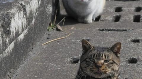 Japanese Photographer Follows Stray Cats While They Play 'Whack-A-Mole'