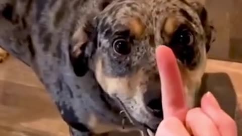 Dog's Reaction In The Face Of The Middle Finger