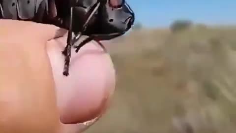 Drone insect caught spying in south africa