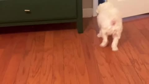 Smart Maltese knows how to open door