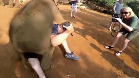 Funny baby elephant videos