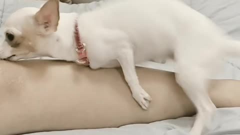 A dog on its master's arm.