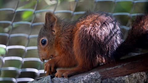 Super cute squirrel ! OMG look what he just did!