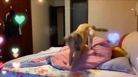 Dog funny videos