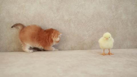 Cuty Cate and chicken funny videos ❤️❤️😘😘🤣🤣🤣🤣🤣