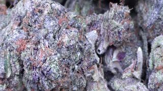 Humble Pie Cannabis Review