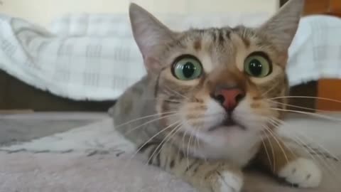 Funny cat