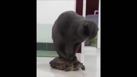 Funny Cat abusing Turtle ,playing fun