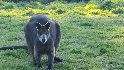 Swamp Wallaby Diet, Companion animal, (Just Me and Me Old mate )