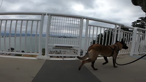 Rocky on Bay Bridge