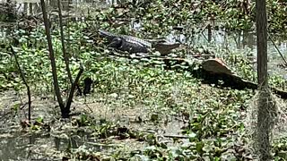 Crawfishing in the Atchafalaya Basin