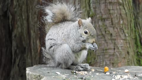 Beautiful squirrel eating nut under tree.😍