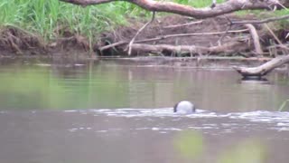 Wild River Otters In The Assabet River