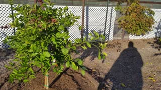 Replacement citrus trees for the fruit trees that died.