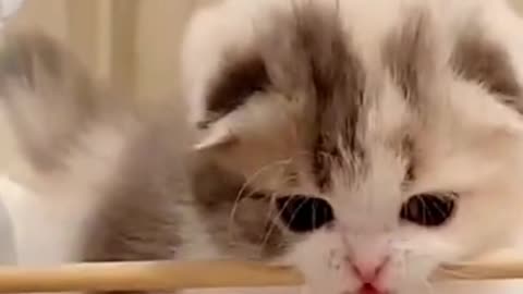 Most Cute Kitten in The World