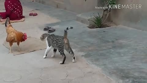 Awesome things cat vs Hen awesome fight