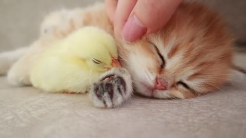 Cat and tinny chicken playing video compilation- 05