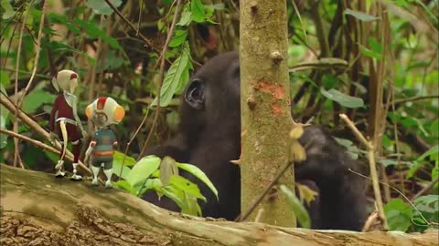 GORILLA *Animals For Kids | All Things Animal TV
