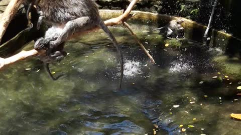 Monkeys having a pool party