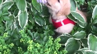 Puppy trying to eat plant