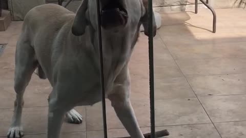 Dog attempting to get through glass door