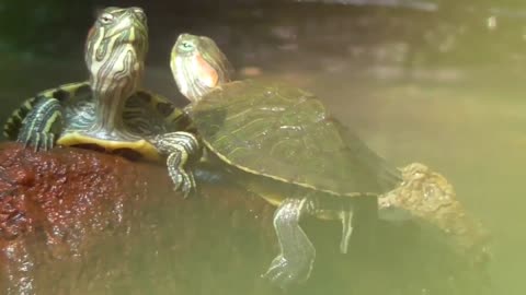 Shy baby turtle video