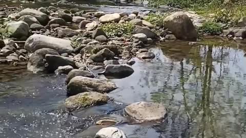 Dogs are playing in beautiful waters2