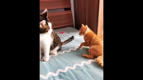 Best Funny Cat Videos That Will Make You Laugh All Day Long