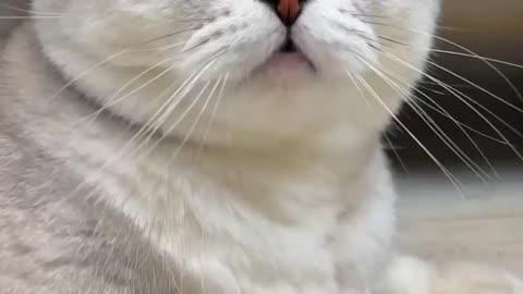 funny cat try not to laugh