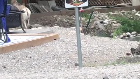 Bighorn Sheep herd in Radium Hot Springs