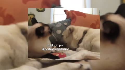 Vídeos engraçados com animais gato e cachorros fofos